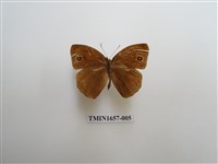 藏品(小眉眼蝶)的圖片